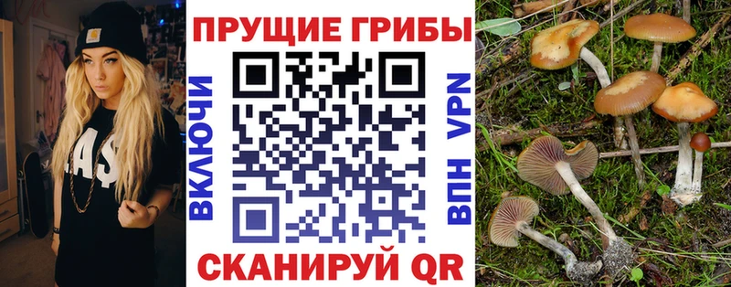 Псилоцибиновые грибы Psilocybe  Бирюч 